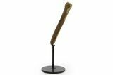 Fossil Dromaeosaurid Partial Metatarsal w/ Metal Stand #378511-1